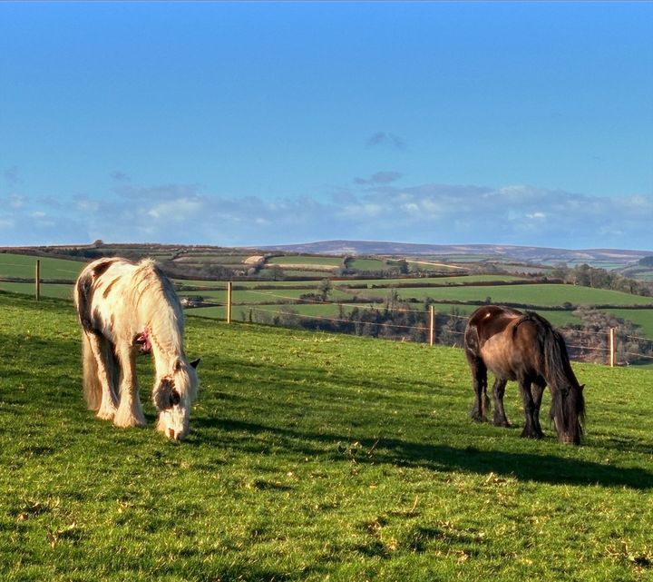 WeAcceptPets's tweet image. ✨ Stockham Farm's weekend guests enjoying the view of Dunkery Beacon! 🐴🥰

✨ Not just great for horses YOU can come stay too! 🌟  

🐴 Welcomes horses, dogs and small pets 🐾 
weacceptpets.co.uk/Somerset/8198 

@Stockham_Farm #Exmoor #HorseHoliday #HappyHorses #DunkeryBeacon