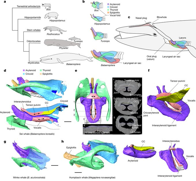 21/02 > Les nouveautés évolutives sont à la base de la production sonore chez les baleines à fanons tinyurl.com/2bzkuhtj via @Nature #ScienceCQFD