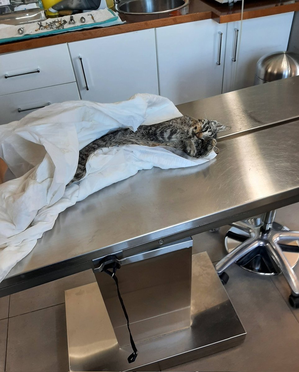 Zaubermaus57's tweet photo. Notfall! Dieser Katze wurde mit einem großen Stein ins Gesicht geschlagen und dann wurde sie ins Wasser geschmissen. Ich habe sie raus geholt und bin jetzt erkältet. Sie wird gerade operiert. Jochbeine und Nase gebrochen. Ich habe noch 60 Euro. Darum bitte ich Euch dringend für Hilfe bei den OP Kosten. Wer helfen kann Paypal Account zaubermaus57@gmail.com Rt wäre nett Dankeschön 🐈‍⬛💝