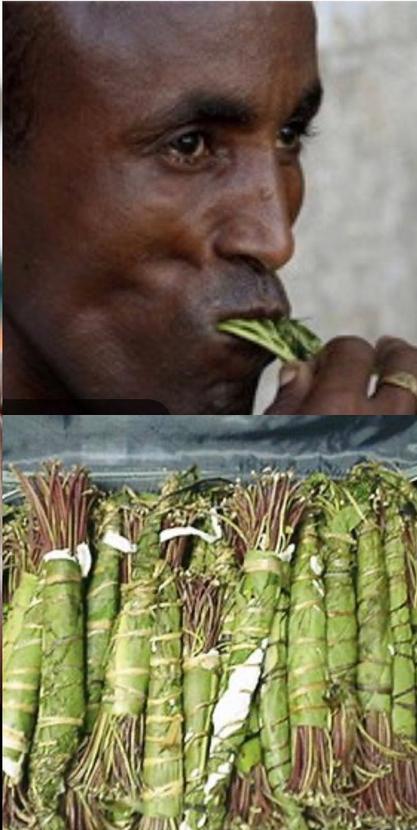 Khat consumption as a modifiable risk factor for chewing dystonia - a study from Mehta et al. published in AOMD - Chewing khat leaves (Catha edulis) is common in East Africa and Yemen - Khat contains cathinone, analogue of d-amphetamine and cathine journals.lww.com/aomd/fulltext/…