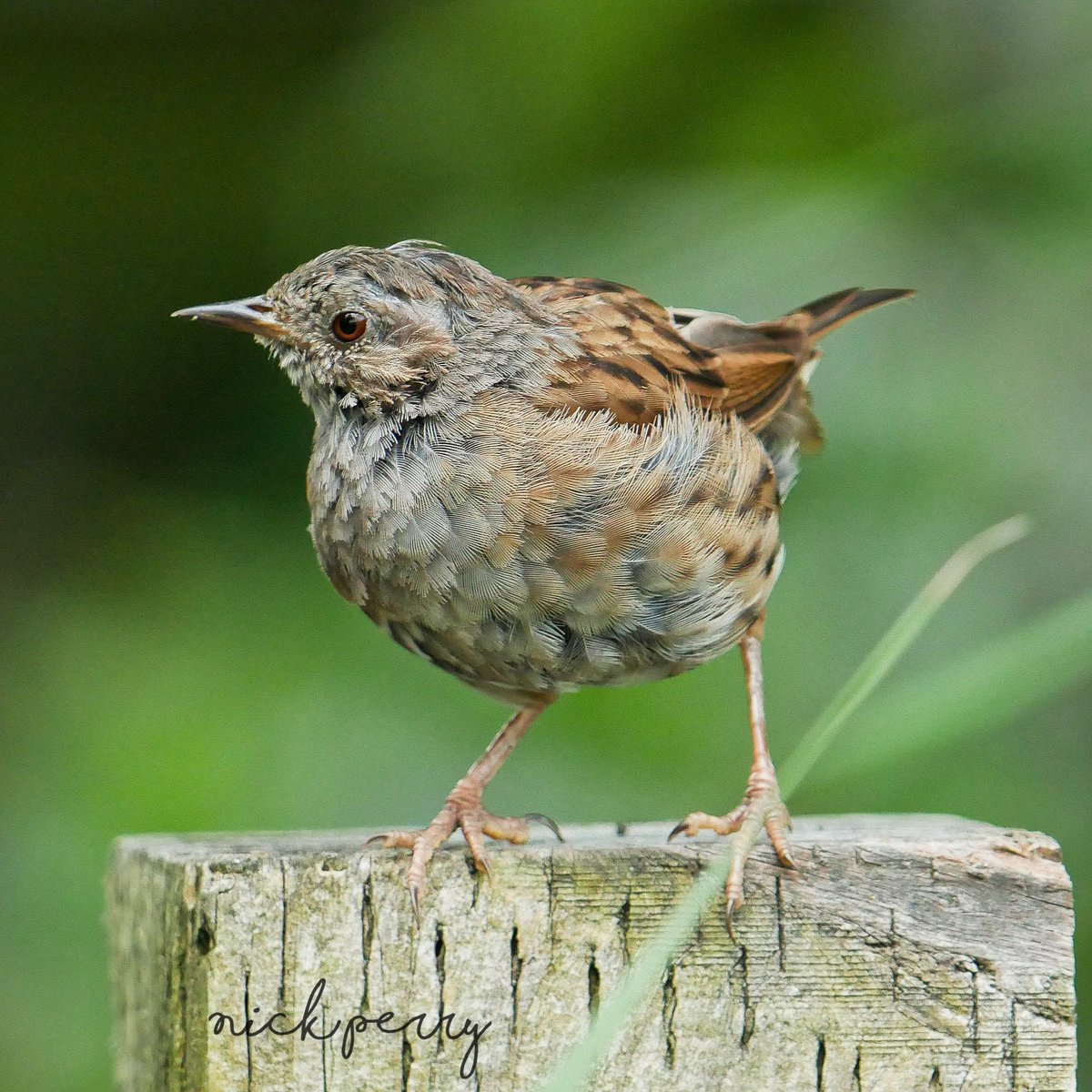 @MikeWel61647760 #DailyDunnock 😁