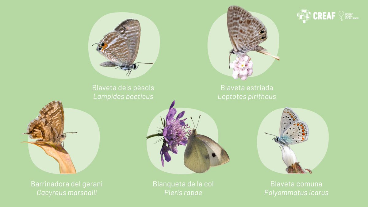 Aquí venen 5⃣ papallones que podeu trobar a les zones urbanes 🦋✨ És el moment de buscar-les!!! 👀 I si voleu fer-ho com a voluntàries dels nostres projectes de #ciènciaciutadana escriviu-nos per DM 💚