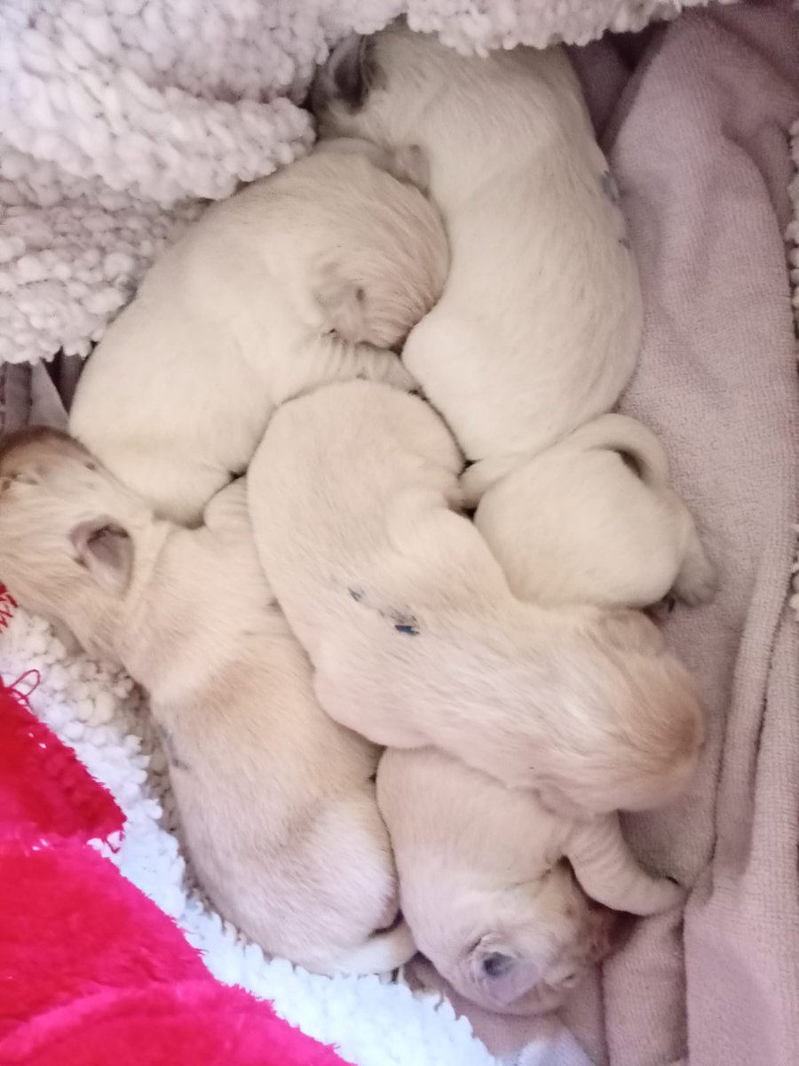 La Regione Toscana ringrazia tutte le famiglie affidatarie che hanno aperto le loro case per accogliere i cuccioli della Scuola Nazionale Cani Guida per Ciechi a Scandicci. 📸Nelle foto alcuni cuccioli nati circa dieci giorni fa