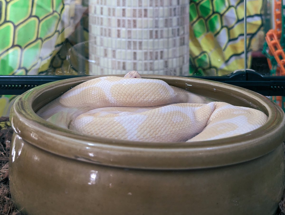 stuckonurban's tweet photo. These were taken in the Snake Temple in Penang
#teampixel #explorepenang #photooftheday #photography #picoftheday #mobilephotography #photographyeveryday #justgoshoot #aroundtheworld #naturephotography #nature #naturelovers #author #snake https://t.co/8COSdqDfR7