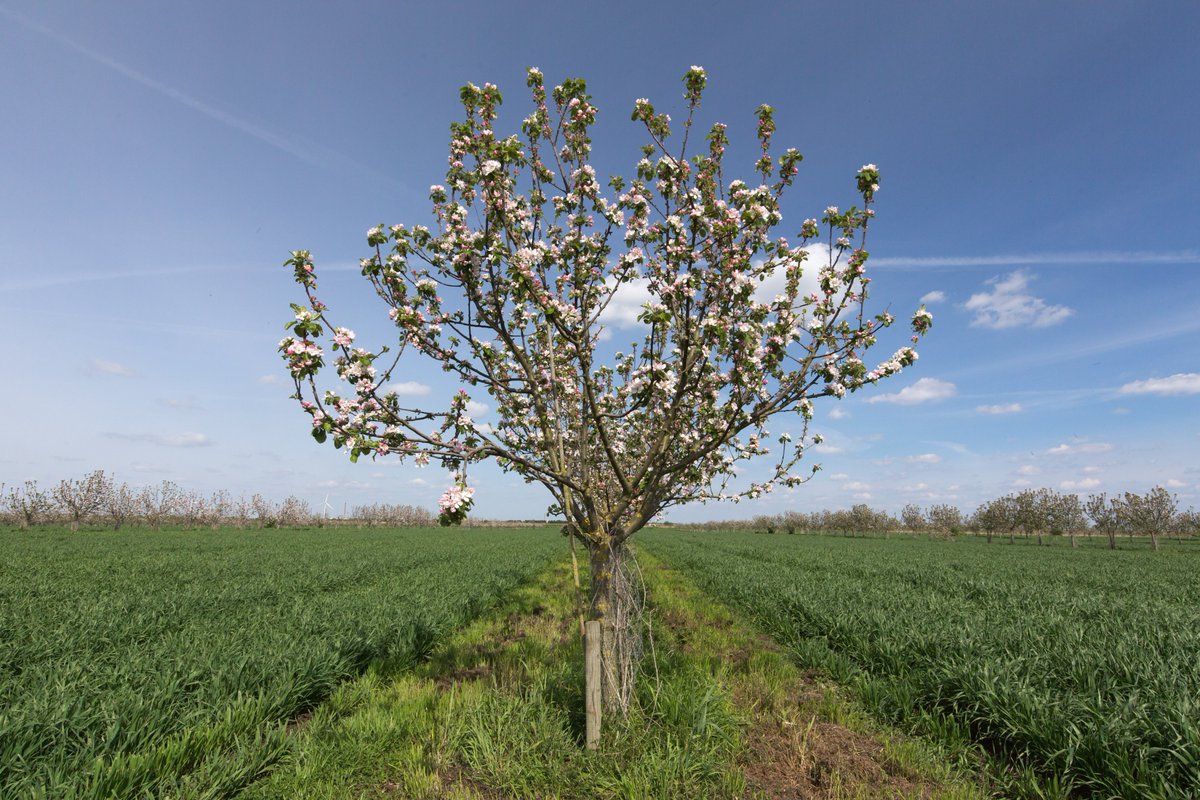 Innovation for Agriculture tweet media