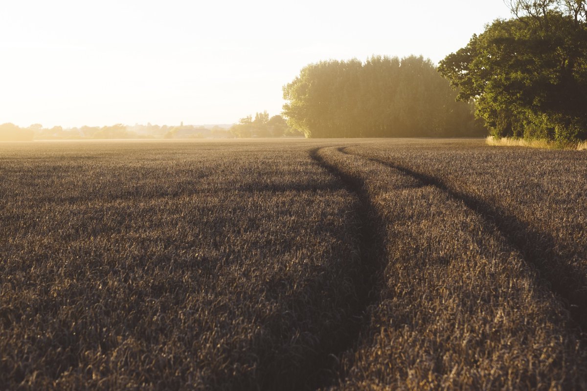Innovation for Agriculture tweet media