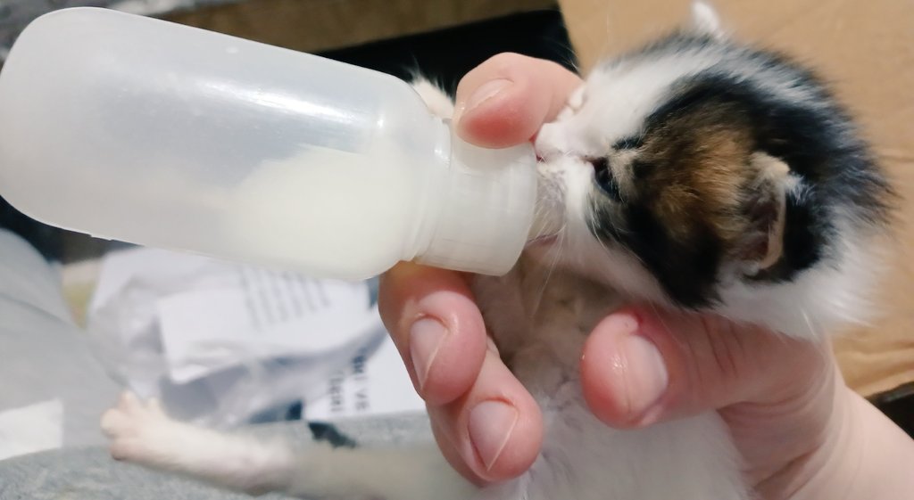 smmminyonhatun's tweet image. #elchallenge