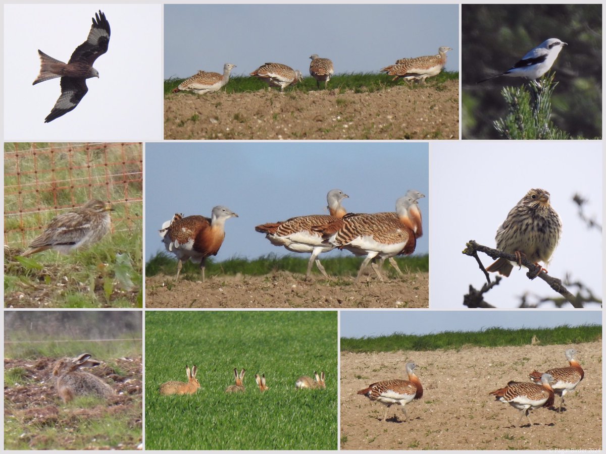 A wonderful cold day in Wiltshire and Dorset yesterday. G Bustards, Corn Buntings, Red Kites, Stone Curlews and numerous Hares and ‘that’ Shrike. Many thanks to @ianhayes5 and Diane for the company.