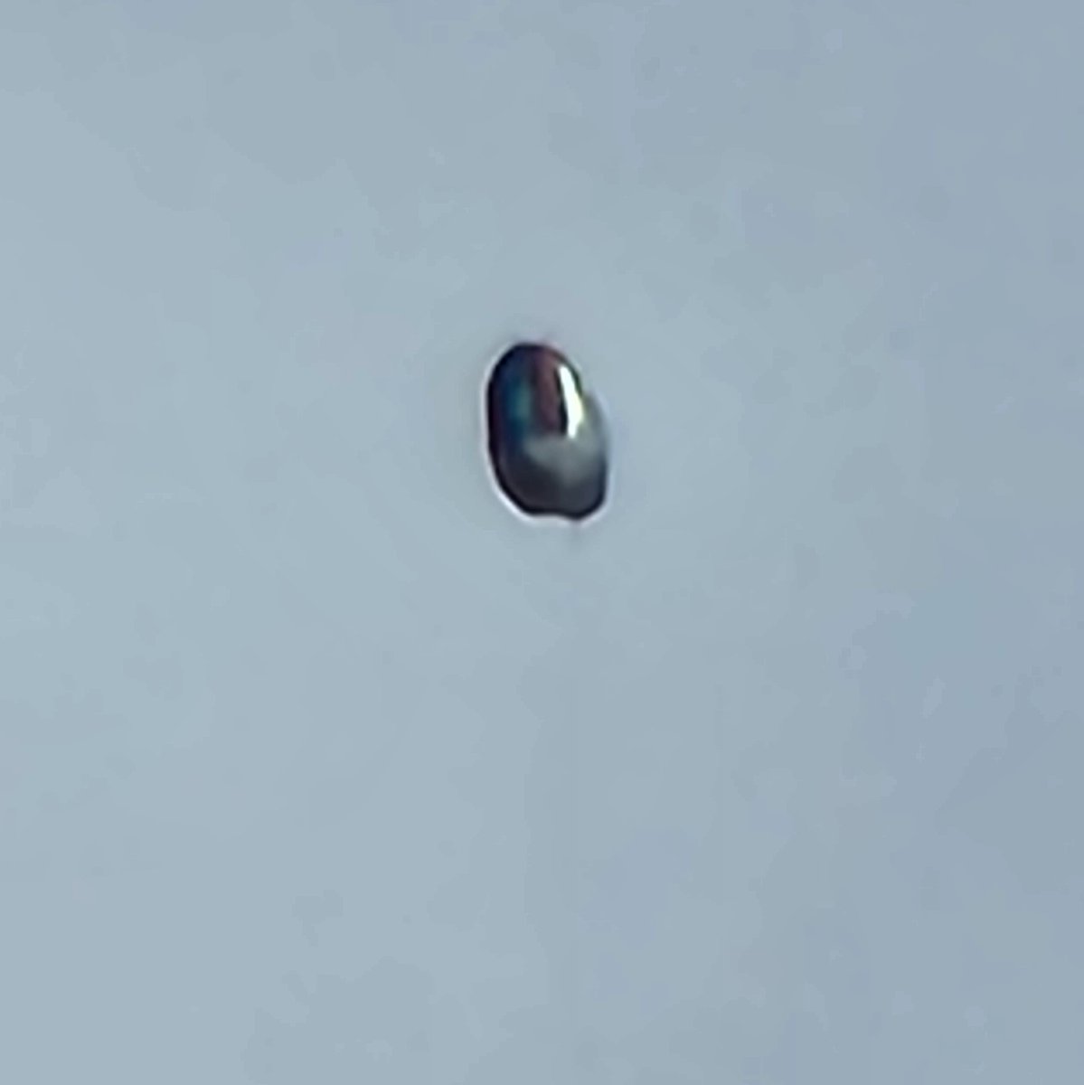 subjected_11's tweet photo. so...  I've never seen anything like this.  1st glance, I thought it was a metallic balloon, but quickly realized it was not effected by the windy day and it was significantly larger. so, I pulled out my phone. I stood approx. 150yds/237m away when i snapped 5 photos. the object appeared to be approx. 80ft/24m off the ground. before i could switch to video and re-center it disappeared; didn't fly away... just disappeared. (X only let me add 4 photos.) this was Tuesday March 12th, 2024, 11:23am PT, in front of #OlsenBarn in the meadow. 

#ufo #uap #wtf #extraterrestrial  #alienlifeform #UFOSightings #NorCal #PlumasCounty #news @elonmusk