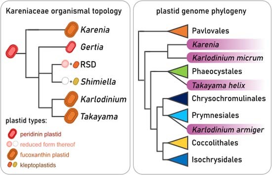 New plastids, old proteins: repeated endosymbiotic acquisitions in kareniacean dinoflagellates embopress.org/doi/full/10.10… #protists #algae #symbiosis #evolution #plastids