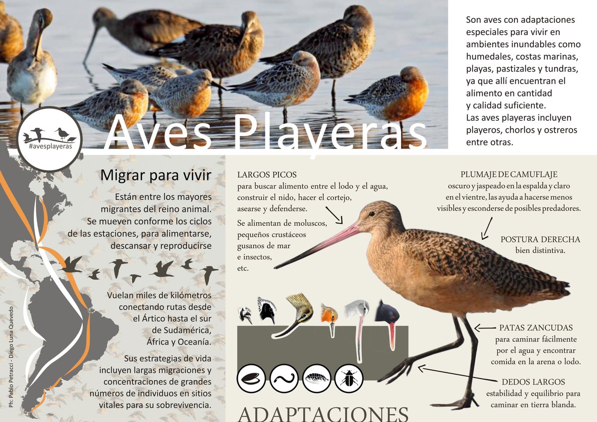 Migrar para vivir 
#avesplayeras