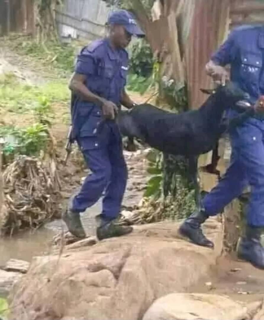 🔴Première victime de la peine de mort prononcée contre une chèvre infiltrée au sein de la Police Nationale Congolaise. 

Vol de bétails sous couverture de l'opération #KATANYAMA - #RDC 🤭