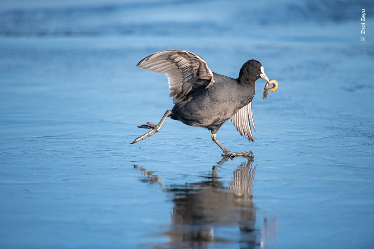 Looking for family friendly activities this Easter? 🥚 Under 16s get in free to the Wildlife Photographer of the Year exhibition running at Bristol Museum & Art Gallery until 21 April. Book your tickets at: bristolmuseums.org.uk/wpy © Zhai Zeyu #WPY59