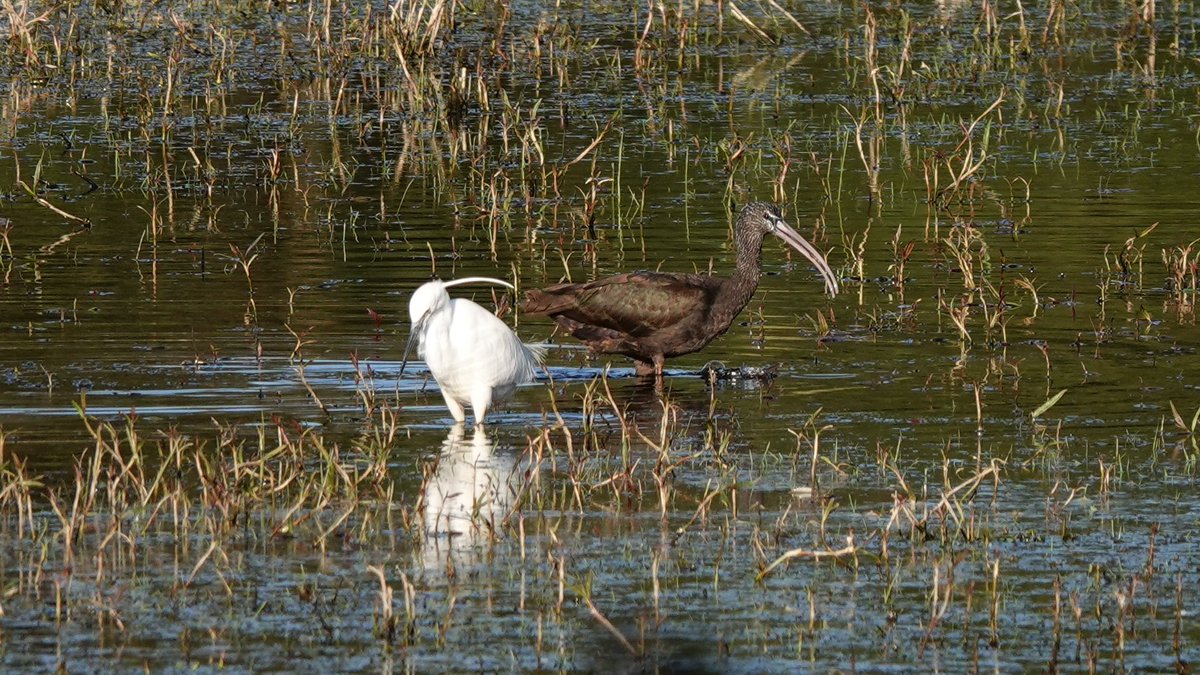 paulriley44's tweet photo. Good day birding Sunday with @IanBrittain2 https://t.co/1A6lVENZgH