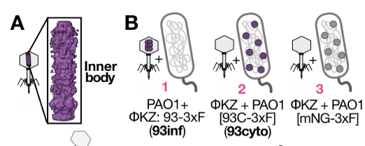 In this work Deepto teamed up again with <a href="/anfossati/">Andrea Fossati</a> (new PI!) and <a href="/dlswaney/">Danielle Swaney</a> to pull down on those injected proteins and query the surroundings. A key control was to query injected protein vs. the same one expressed in the cytoplasm. Clearly different compartment interactomes.