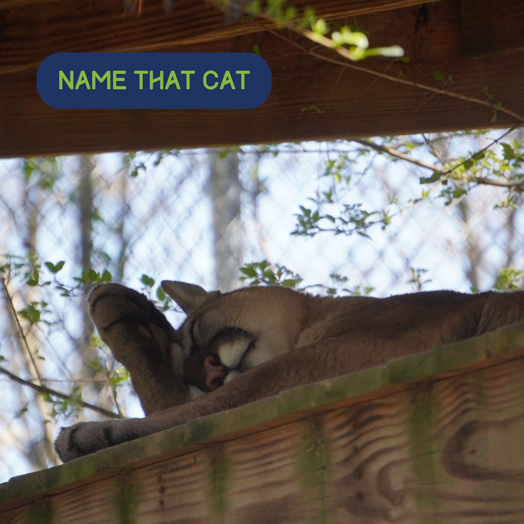 #MondayMood 😴 Did you know? Cougars have several names depending on the region/cultural context. Some common names include:

Mountain lion
Cougar
Puma
Panther
Catamount
Painter
Ghost cat
Mountain screamer
Deer tiger 
Florida panther (specific to the subspecies found in Florida)