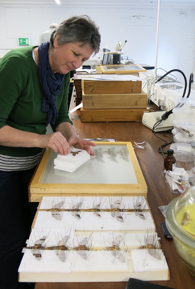 Manchester Museum (@mcrmuseum) on Twitter photo In a story of research and remembrance, our former Curator of Entomology, Dr Dmitri Logunov has written a blog post on his description of a species of jumping spider which he named and dedicated to our dearly missed colleague, Claire Miles (1958-2023).
entomologymanchester.wordpress.com/2024/03/05/fro… In a story of research and remembrance, our former Curator of Entomology, Dr Dmitri Logunov has written a blog post on his description of a species of jumping spider which he named and dedicated to our dearly missed colleague, Claire Miles (1958-2023).
entomologymanchester.wordpress.com/2024/03/05/fro…