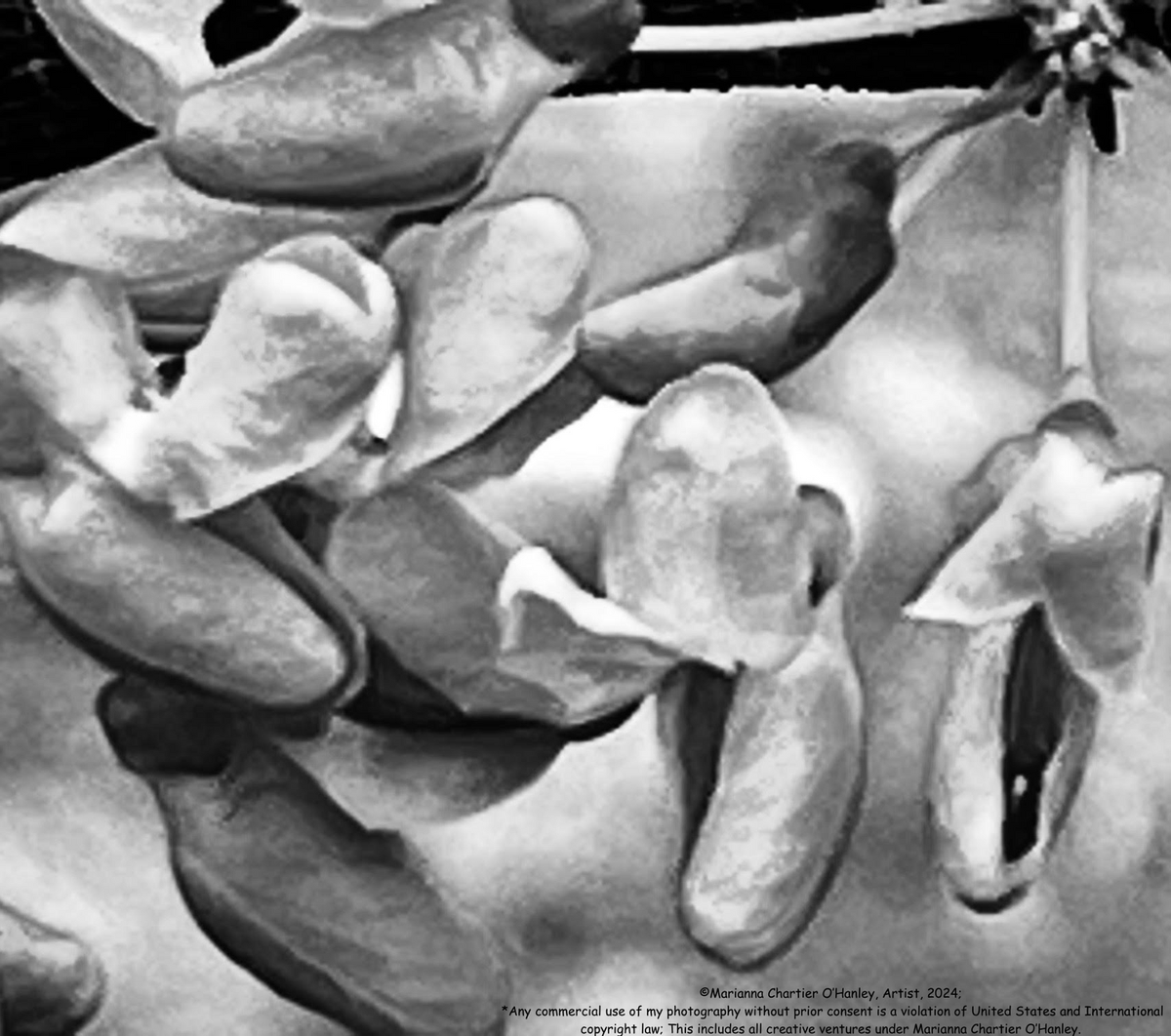 willazworld's tweet photo. Black & White of Red Bud Tree Florals; Spring. at Baker Arboretum ..it does remind me of Wisteria ... xoxo #mariannachartierohanley #blackandwhite #redbudtree #florals #bakerarboretum #minnazworld #willazworld #creativejourney https://t.co/cyWVcXTxvf