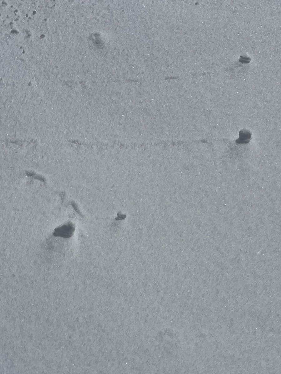 Little balls of ice, about 1/4 inch diameter, racing across the snow. @JimCantore #northeastsnowstorm #winter