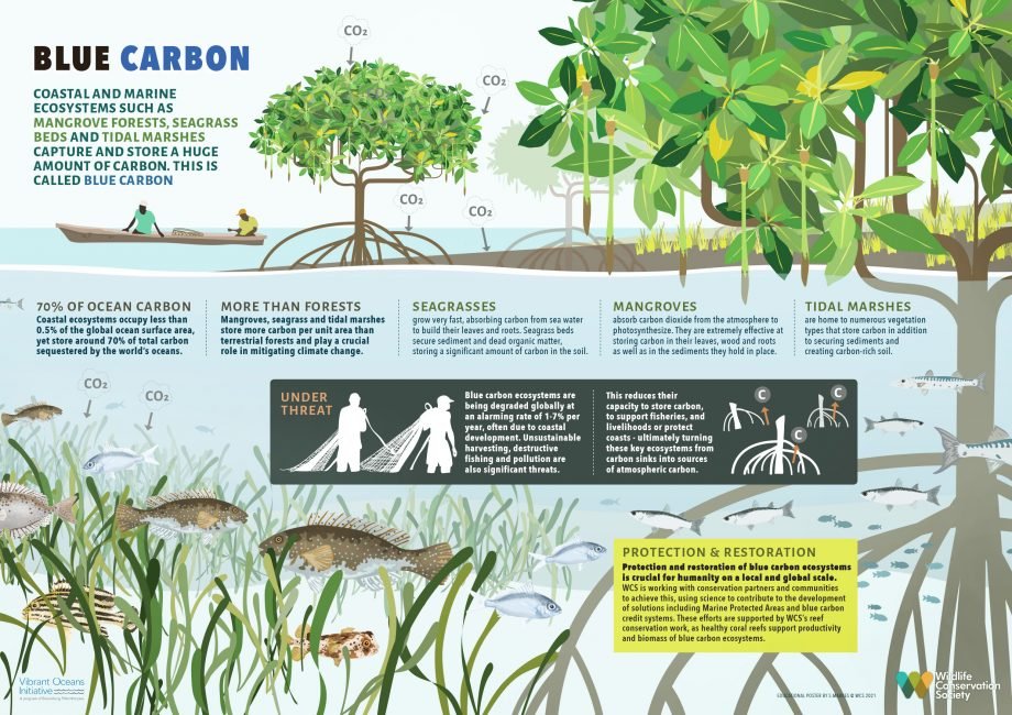 Coastal and marine ecosystems are vital for climate change mitigation, biodiversity, and coastal livelihoods. Learn about blue carbon and its crucial role in this educational graphic by Sarah Markes @smarkestz @TheWCS