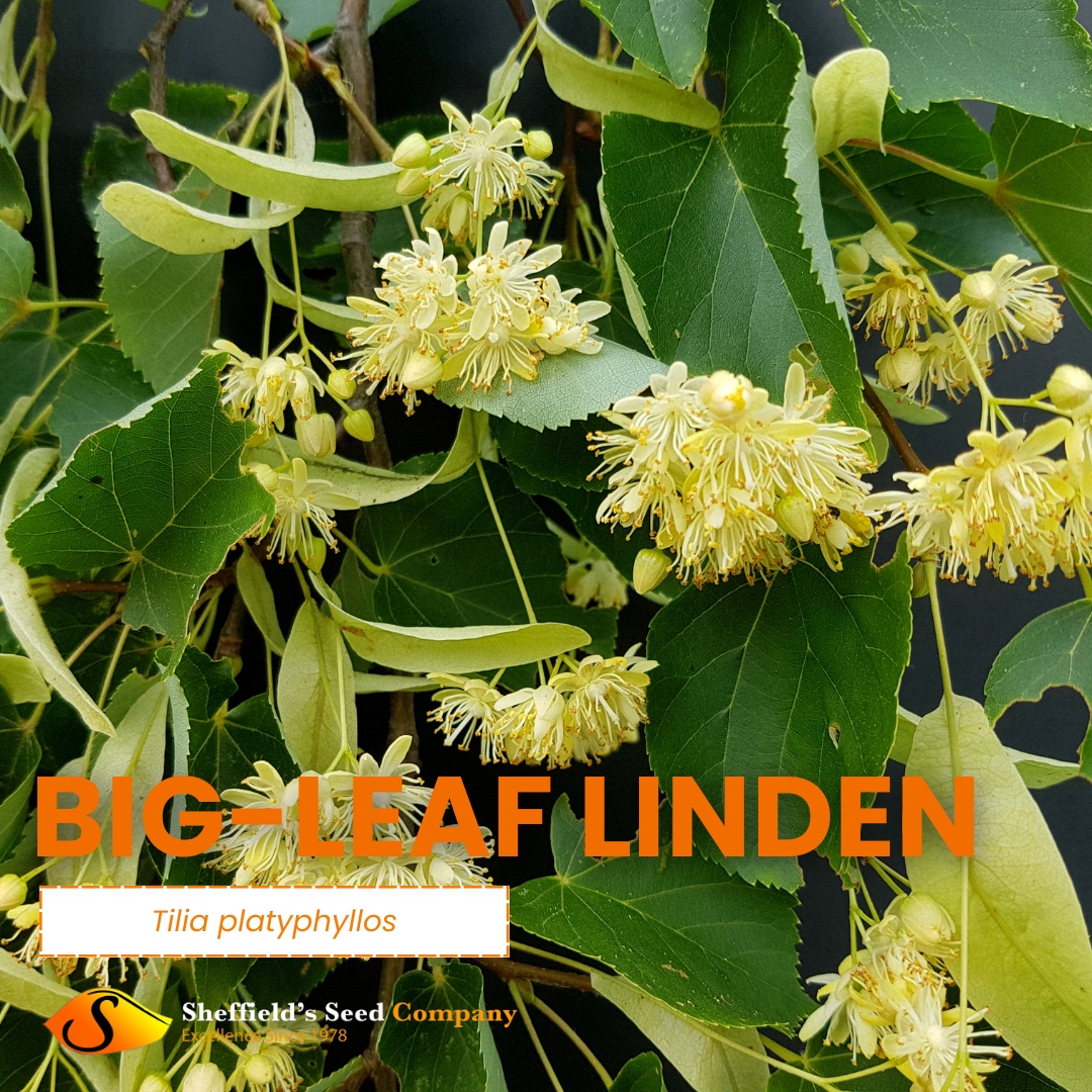 Big-Leaf Linden: Your Urban Oasis Awaits!
This majestic tree cools city streets with its shade, attracts pollinators with fragrant flowers, and even boasts a historical medicinal past.

#BigLeafLinden #CityTrees #SustainableLiving #UrbanJungle #SeedBank #Seeds #SheffieldsSeedCo