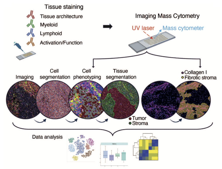 Standard BioTools tweet media