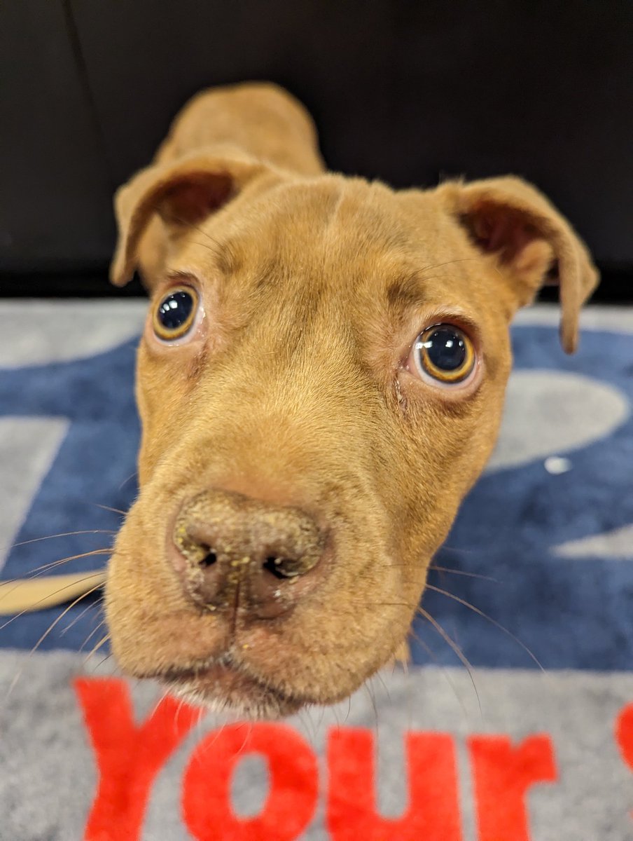 Peabody just arrived at <a href="/12OnYourSide/">12 On Your Side WWBT Richmond</a>! He's this week's featured pet on <a href="/12AboutTown/">12 About Town</a> and we'll share results from this weekend's #DogJog.