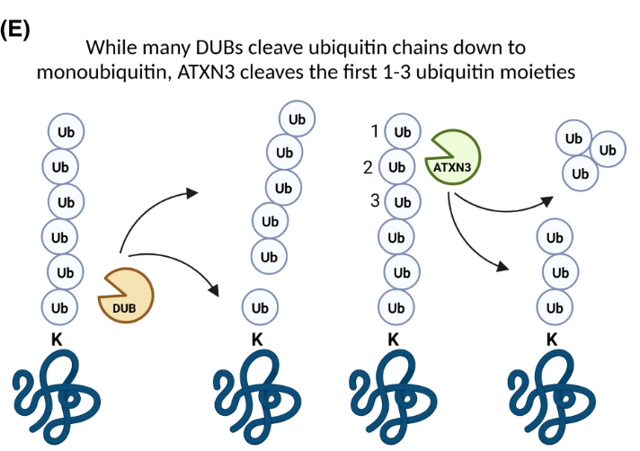 Laird et al. consolidate knowledge of ataxin-3 as a DUB and unveil areas for future research to aid therapeutic targeting of ataxin-3's DUB function for the treatment of MJD and other diseases. doi.org/10.1042/BCJ202…
