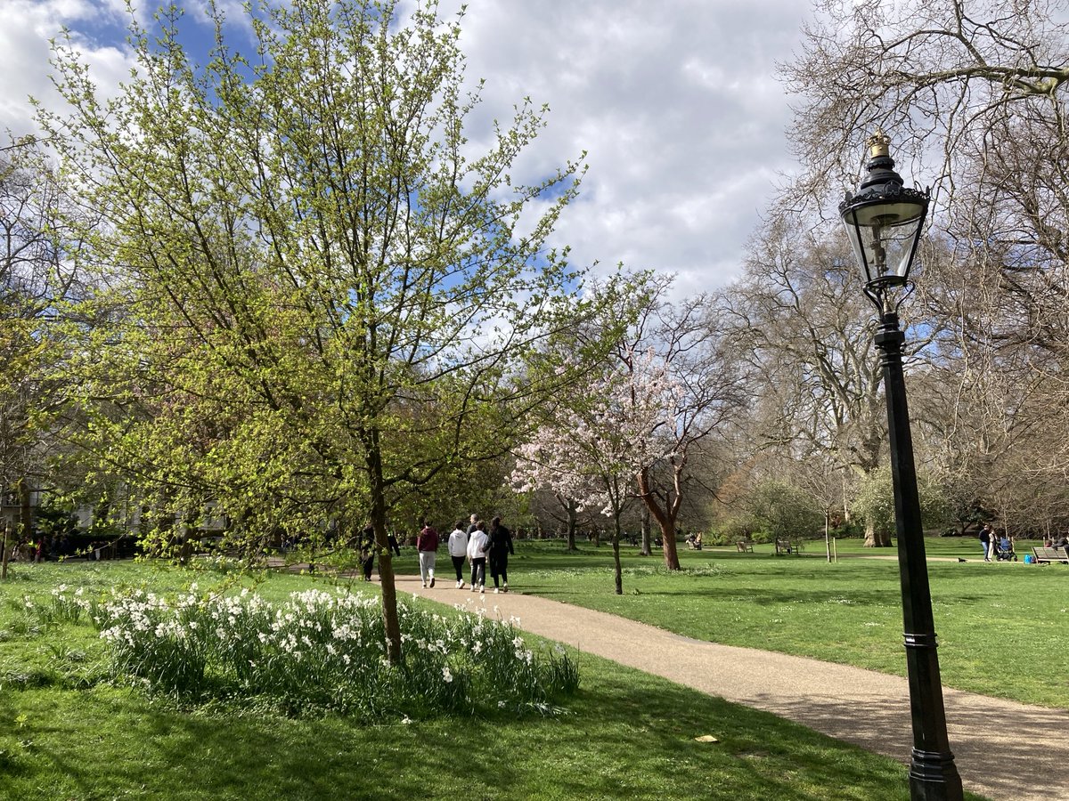 Early spring view in #StJames’sPark. I knew the tree was leaning, but the lamp-post too?! Or is it an optical illusion? ⁦@theroyalparks⁩ ⁦@TRPGuild7⁩ ⁦@ThorneyIslandSo⁩ #spring #blossom