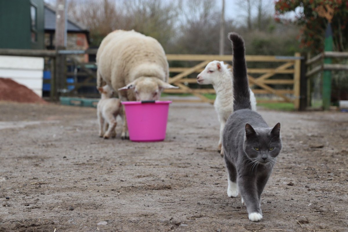 The most difficult thing about taking photos at the farm? There’s always someone waiting to photobomb that next picture. #caenhillcc #atthefarm #photographinganimals #photobomb #farmlife #animalstogether