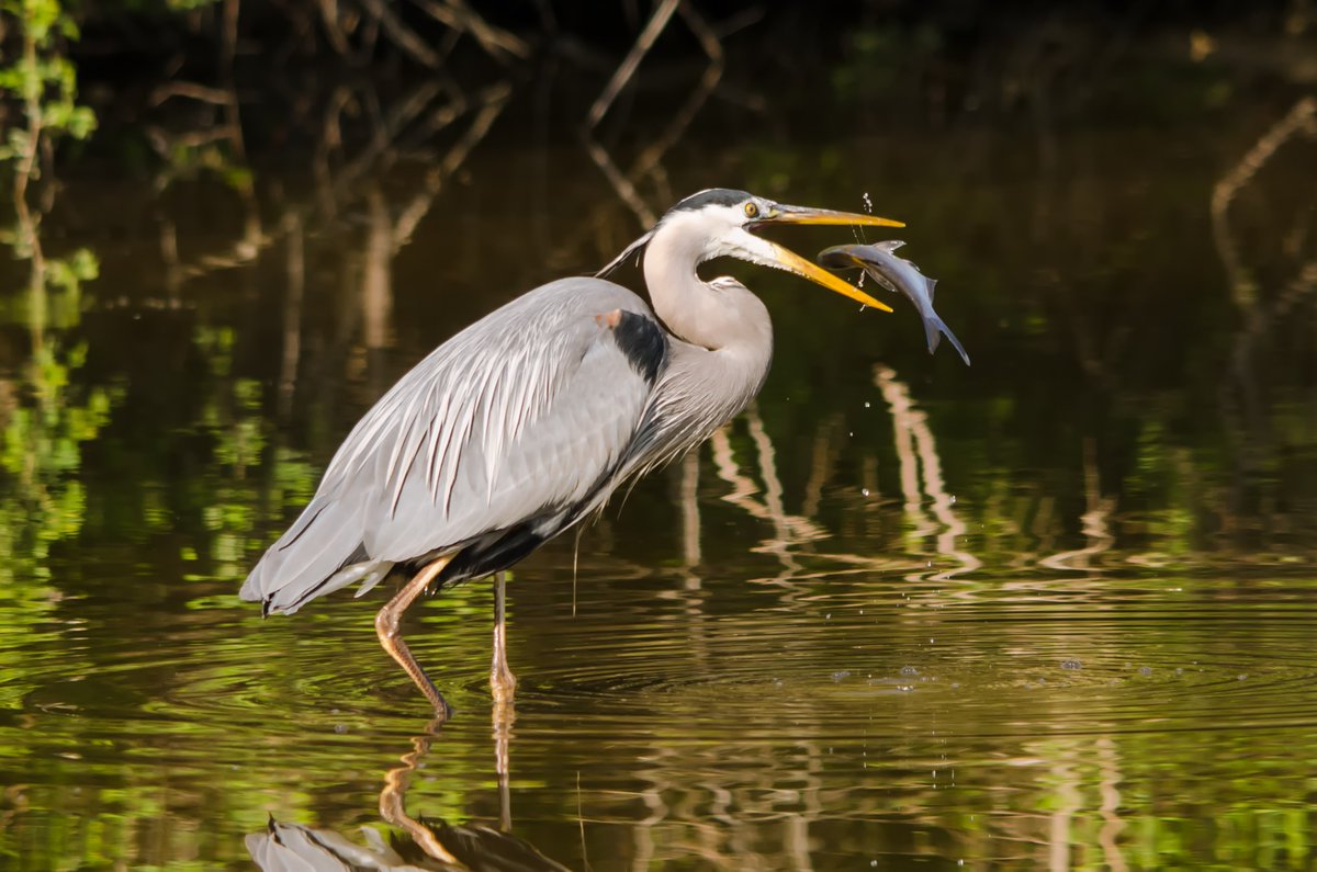 Appreciating the progress @POTUS has made to protect clean water & safeguard & restore the health of our rivers, lakes, ponds & wetlands for people & wildlife. 🦆🐟 More 📲: ow.ly/sWEc50QZCjr #BoundaryWatersCanoeAreaWilderness #ColoradoRiverWatershed #BristolBay #Everglades