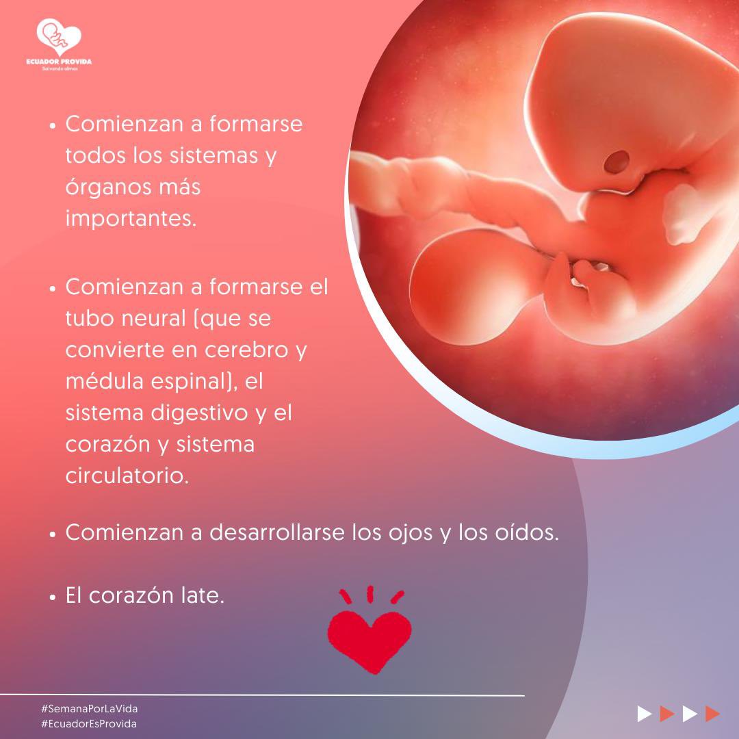 EcuadorProvida's tweet photo. Hoy, en el Día del Niño por Nacer y 150 años de la consagración al 🇪🇨 al sagrado corazón de Jesús. Celebramos la belleza y el milagro de la vida desde su inicio. ¡❤️ YA LATE! Cada primer trimestre de embarazo es un recordatorio de la fuerza, la esperanza y el amor https://t.co/Rfq9ET8Shl