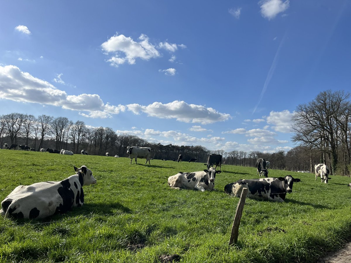 Heerlijk de dames buiten in een frisse wei! #weideseizoen2024 #opdeboerderij