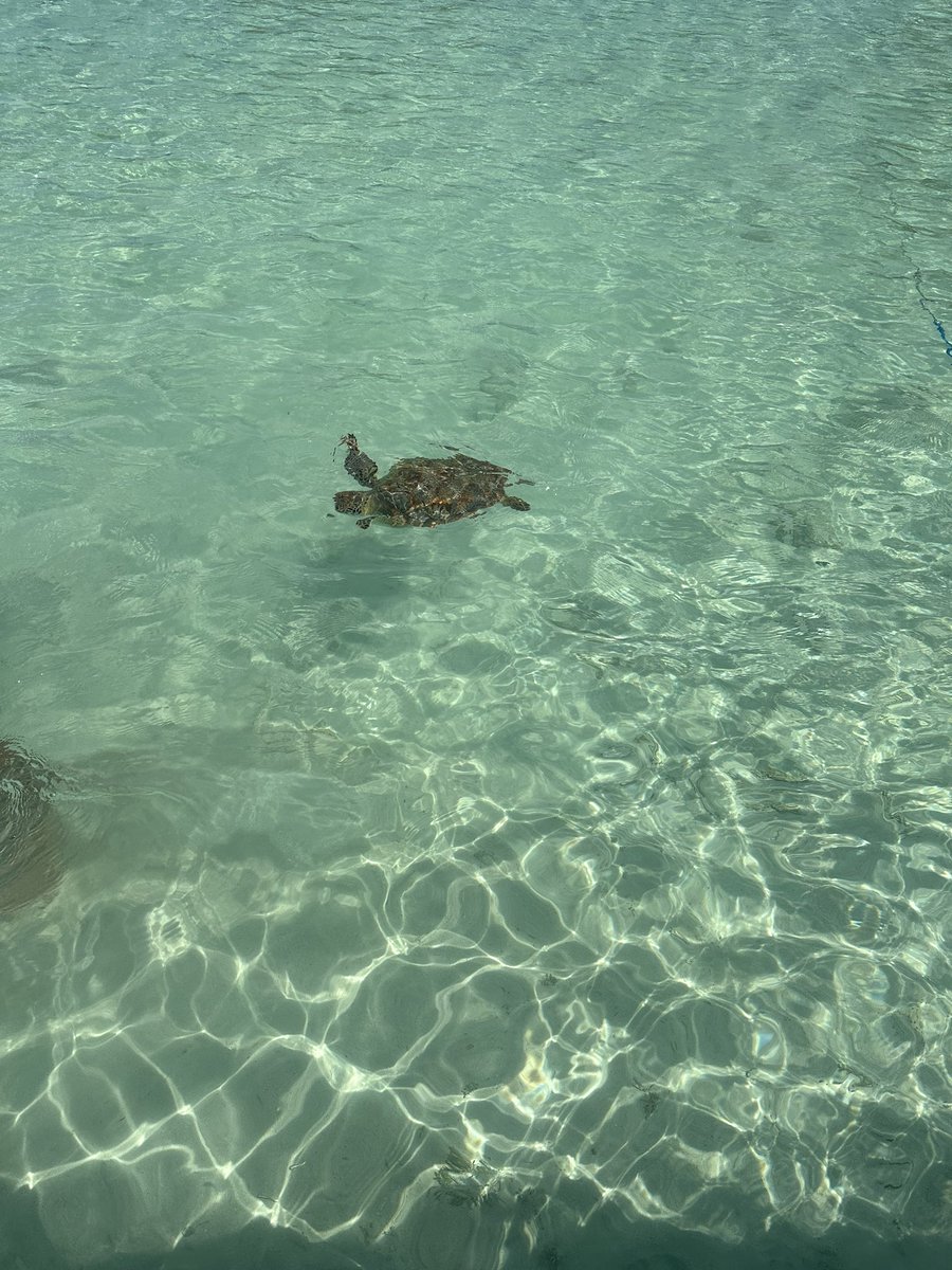 Had the best spring break enjoying nature and these beautiful creatures. #IslandLife