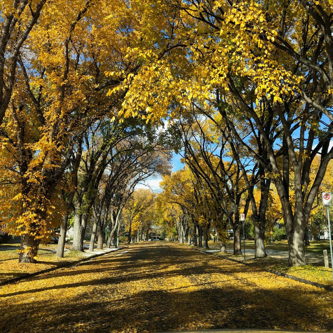 Lethbridge's urban forest 🌲 provides a wide range of important environmental, social and economic services. Efficiently watering trees helps to ensure the urban forest will continue to thrive, even during periods of drought. Learn more 👉 lethbridge.ca/treecare #yql