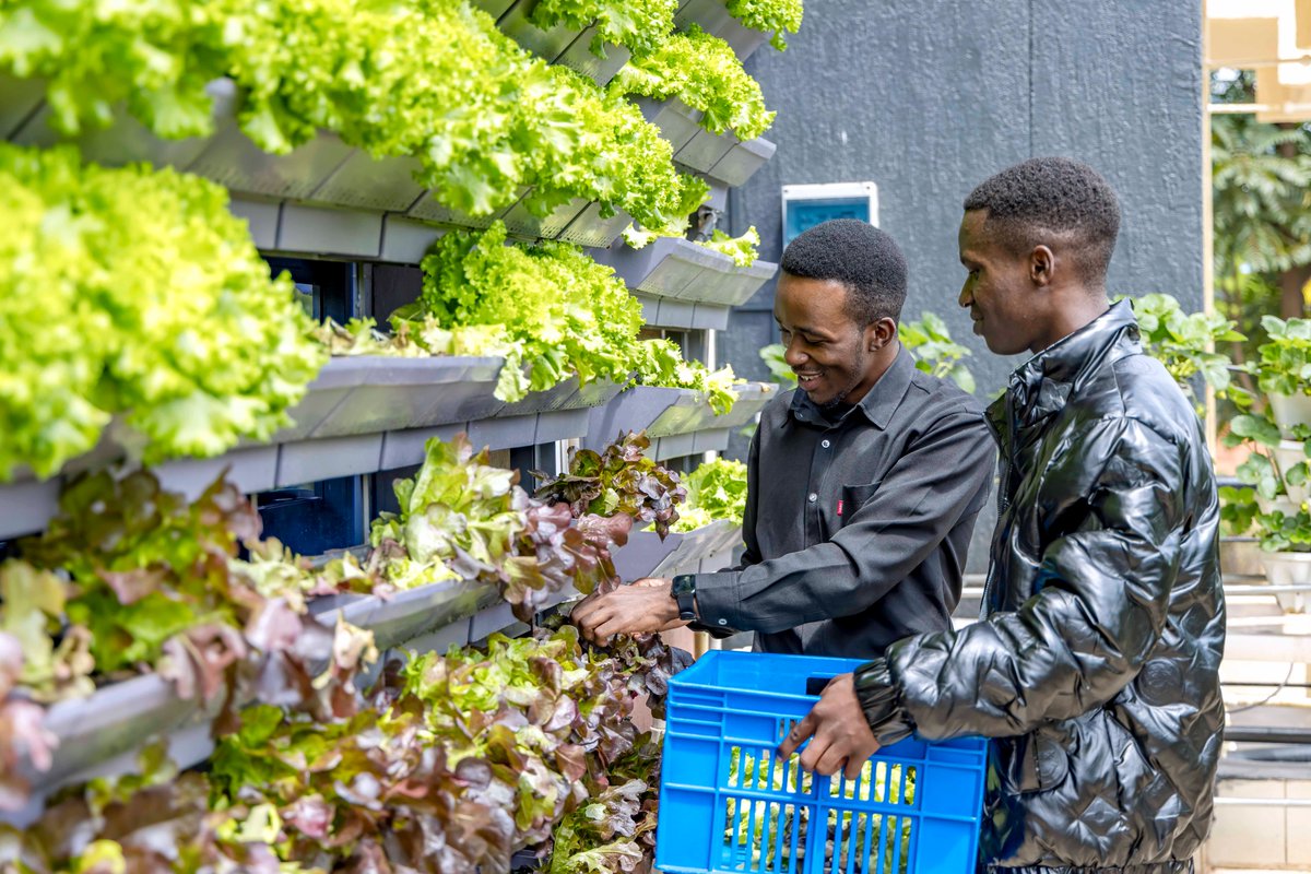 Did you know that over half of the world’s population now lives in cities?

With that number expected to rise to 68% by 2050, urban farming will become a solution to food system transformation across all cities.

I’m going to share the benefits of urban and vertical farming