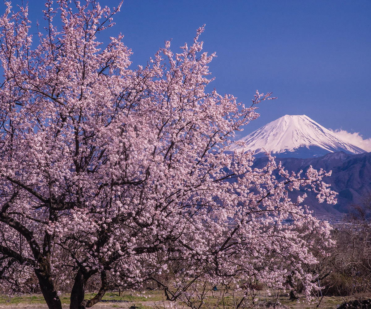 春日和 南アルプス市で先日撮影 #富士山　#花　#mtfuji