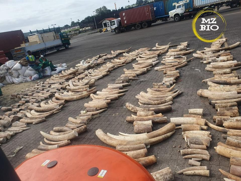 One of many ivory contraband seizures; what does <a href="/CITES/">CITES</a> &amp; animal rights groups expect govts to do, burn it? As long as legal ivory supply remains artificially choked, prices will continue to shoot through the roof and attract the daredevils out there. Time for sanity to prevail!