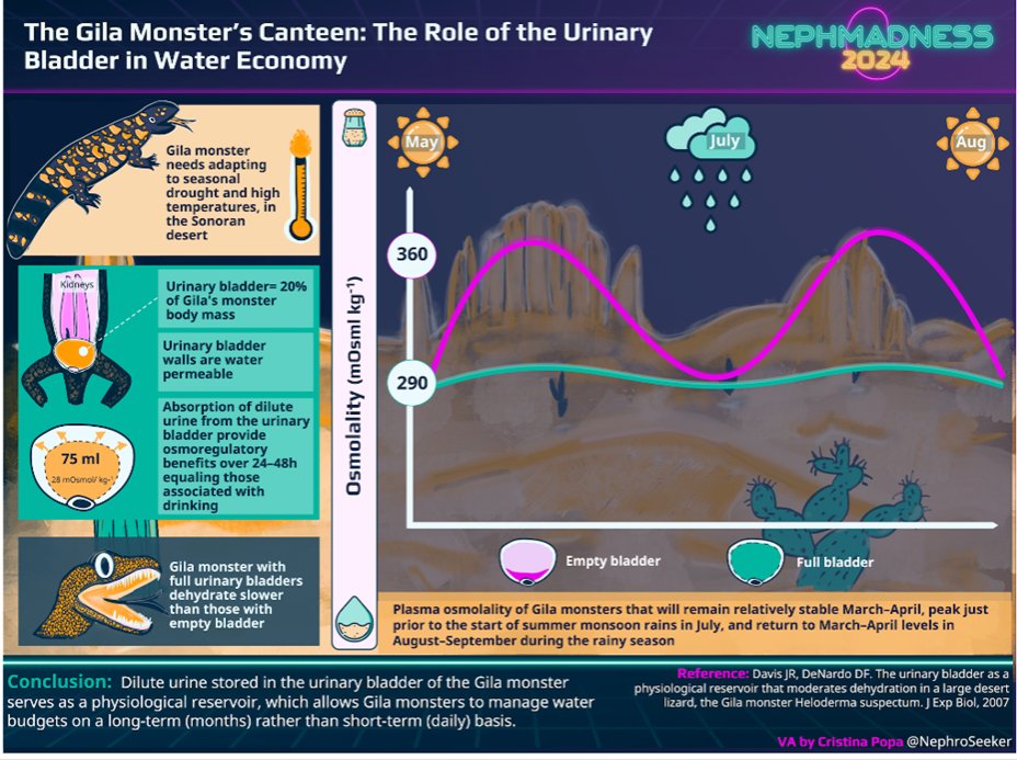 Rowan Zyada (@rowanzyada) on Twitter photo 17/n
Did you wonder how Gila adapts to the desert droughts?
It estivates like <a href="/TeamLungfish/">Team Lungfish</a>
Its magic bladder acts as a water reservoir to absorb water into circulation.
The difference in osmolality with or without a full bladder would make some humans comatose, literally 17/n
Did you wonder how Gila adapts to the desert droughts?
It estivates like <a href="/TeamLungfish/">Team Lungfish</a>
Its magic bladder acts as a water reservoir to absorb water into circulation.
The difference in osmolality with or without a full bladder would make some humans comatose, literally