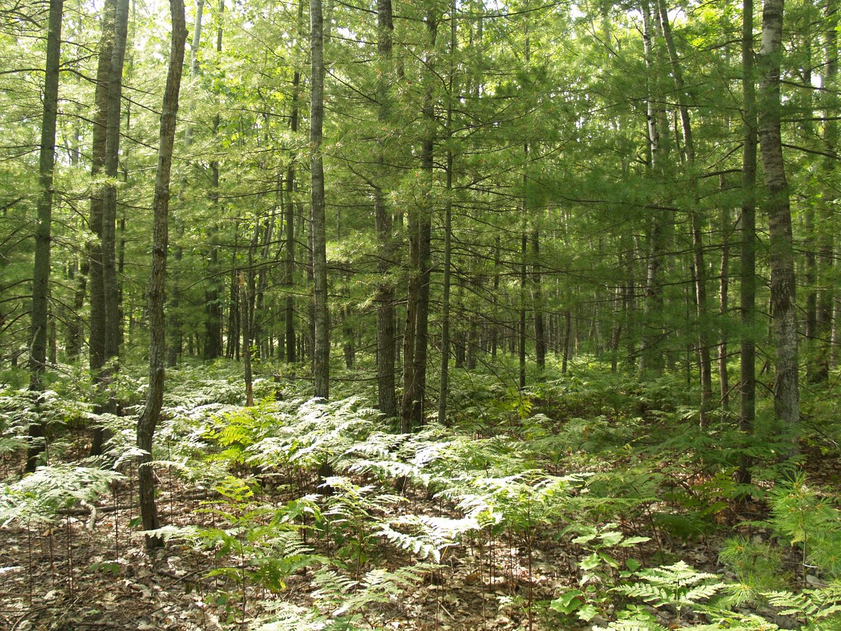 J. Aᴀʀᴏɴ Hᴏɢᴀɴ (@jaaronhogan) on Twitter photo Happy to share <a href="/liuyunpeng19940/">yunpeng liu</a> et al. "Biodiversity and productivity in eastern US forests" | PNAS - In collaboration with <a href="/soltislab/">Soltis Lab @UF</a>, Rob Guralnick, Sam Scheiner and Jeremy Lichstein <a href="/UFBiology/">UF Department of Biology</a>, we show:
pnas.org/doi/10.1073/pn… Happy to share <a href="/liuyunpeng19940/">yunpeng liu</a> et al. "Biodiversity and productivity in eastern US forests" | PNAS - In collaboration with <a href="/soltislab/">Soltis Lab @UF</a>, Rob Guralnick, Sam Scheiner and Jeremy Lichstein <a href="/UFBiology/">UF Department of Biology</a>, we show:
pnas.org/doi/10.1073/pn…