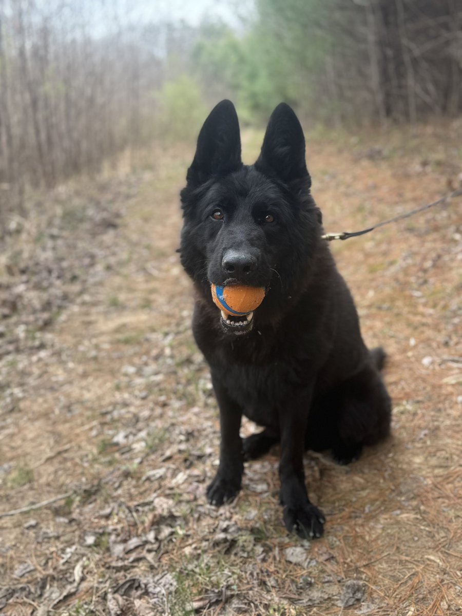 K-9 Castle’s intake at our Project K-9 Hero Rehabilitation and Rehoming Facility is going great today! Stay tuned tomorrow morning for the official announcement and introduction of Project K-9 Hero Program Member #276! - #JJK9 PROJECTK9HERO.ORG