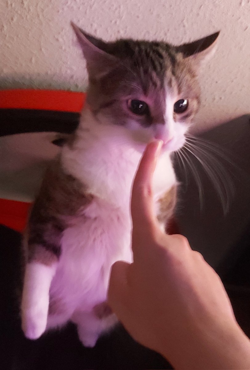 WhiteMoonBun's tweet photo. she is so fucking ugly I'm going to cry so hard https://t.co/5X4xrjs96x