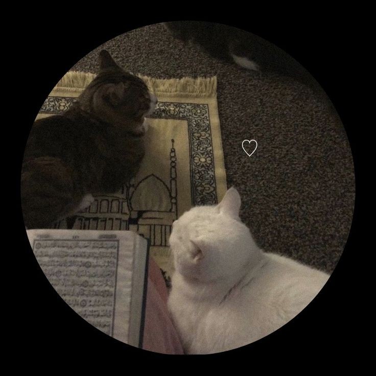 current_crises2's tweet image. #Ramadan
#inesreg