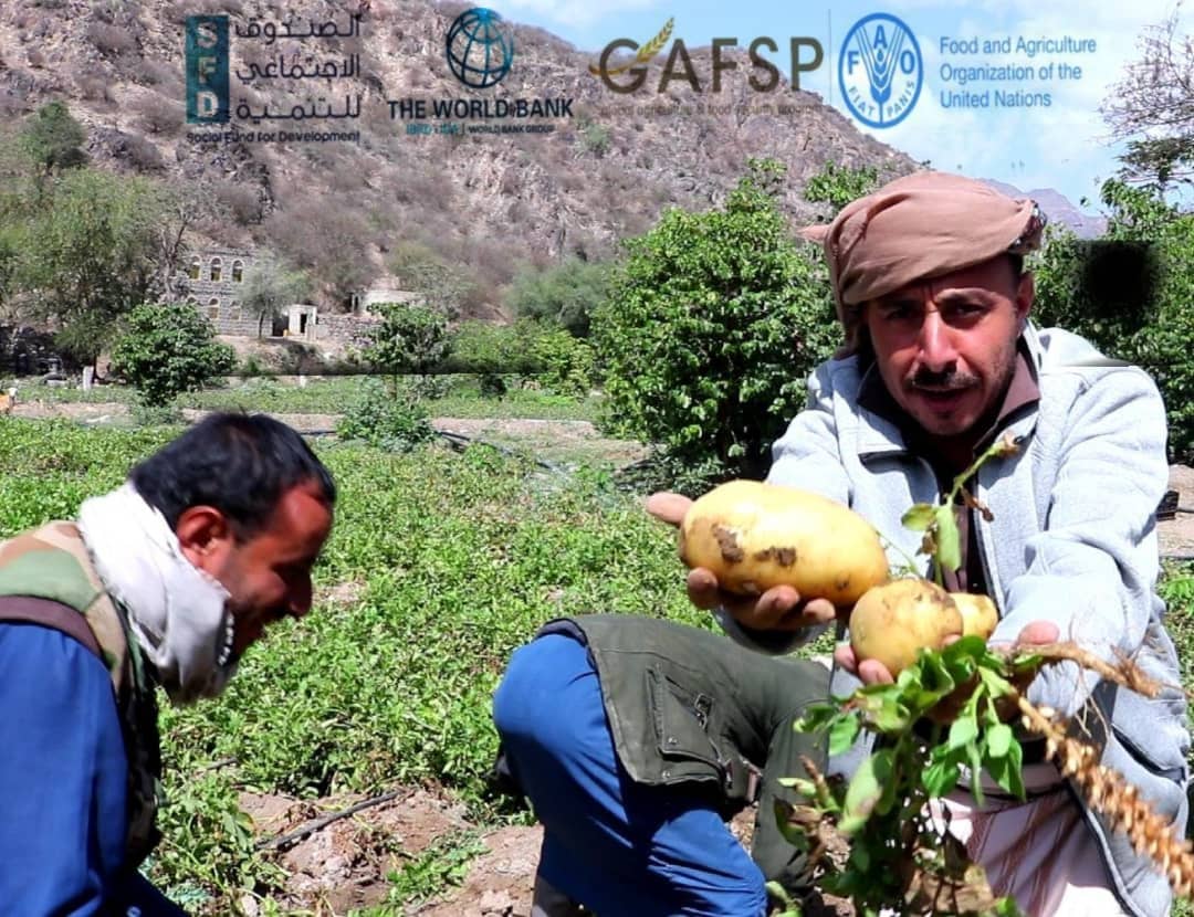 Breaking the POVERTY cycle is powerful once it changes giant behlavior Being engaged in our #FSRRP experiment, some qat farmers have transformed #FoodSecurity in AlManar #Yemen as they replaced qat by the more profitable potato crops, using drip irrigation to spare waste & cost