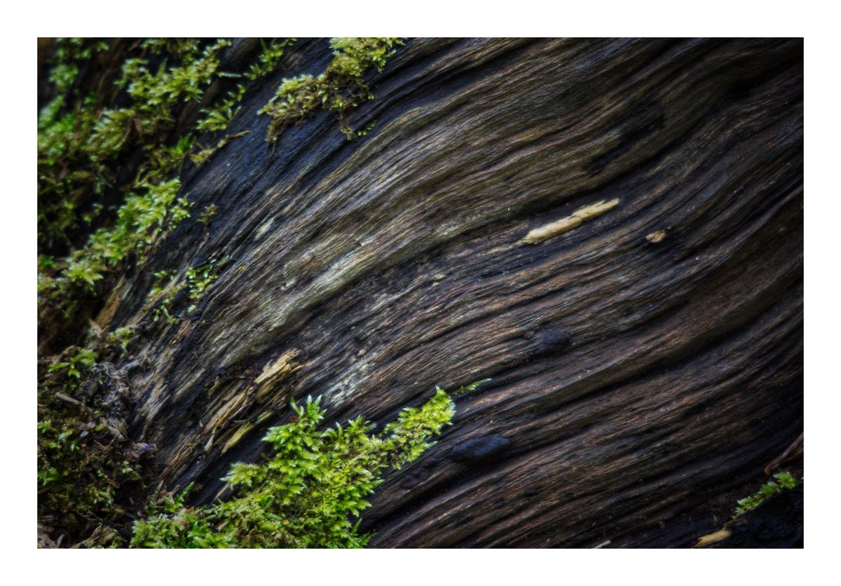 'Lava Bark Flow.'

#treebarkart
#treebarklovers
#treebarkphotos
#treebarkphotography
#abstractphography
#derbyshire
#ShareMondays2024
#fsprintmonday
#FSLocal
#wexmondays