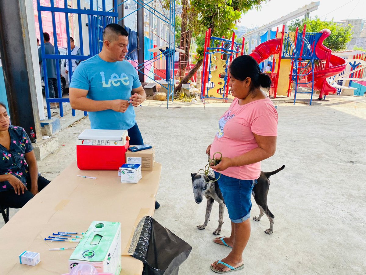 SALUD | La Jornada Nacional de Vacunación Antirrábica tuvo lugar este día en la col. Progreso. 

Se atendió de manera gratuita a mascotas de familias de las colonias cercanas, reafirmando que el bienestar animal es una causa común en Acapulco. 🐶🐱