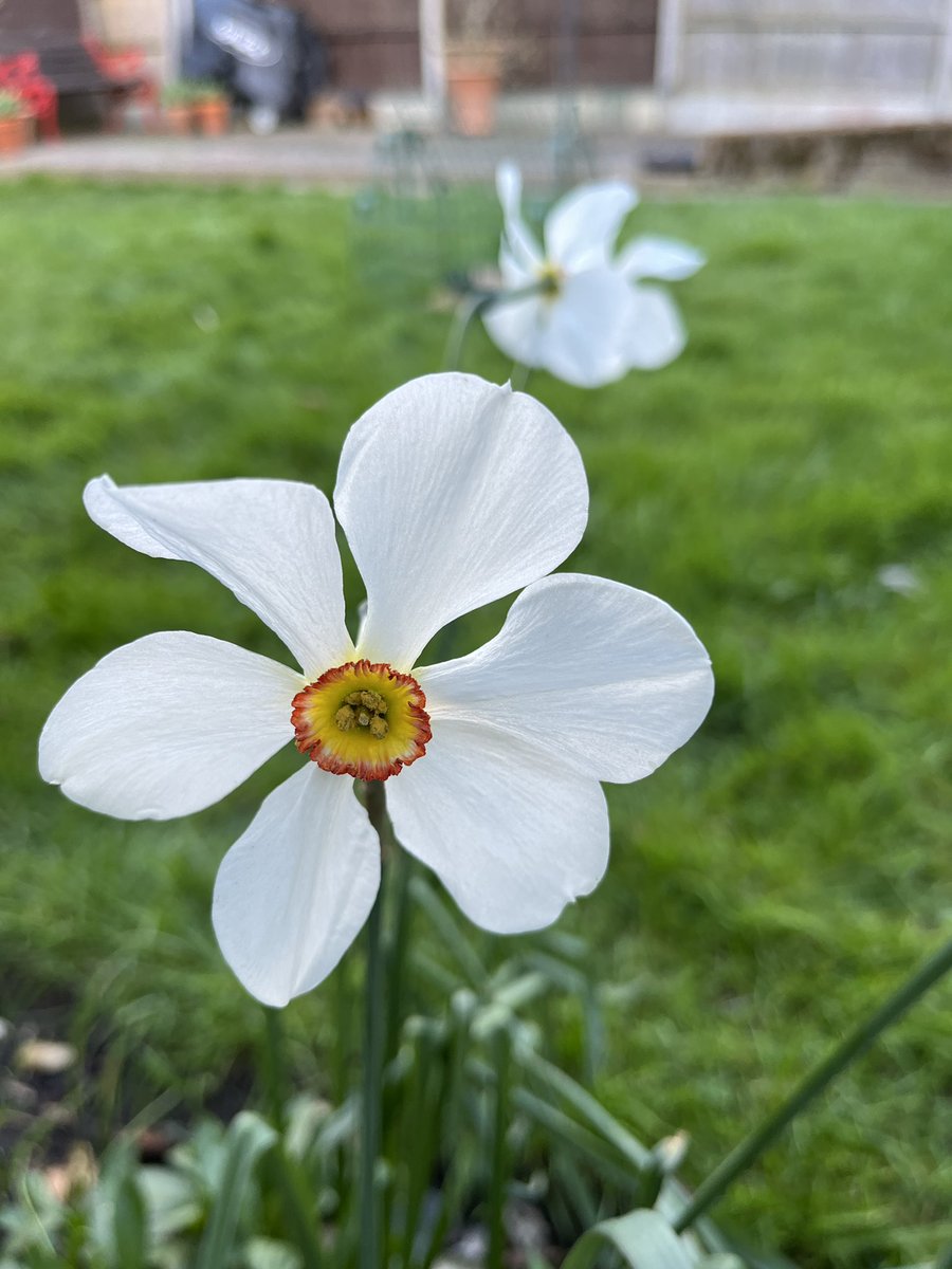 glassandgarden's tweet photo. A few highlights from the last week… white flowering #narcissi #magnolia and #alpineplant #GardensHour @GardensHour https://t.co/20kgL7p37A