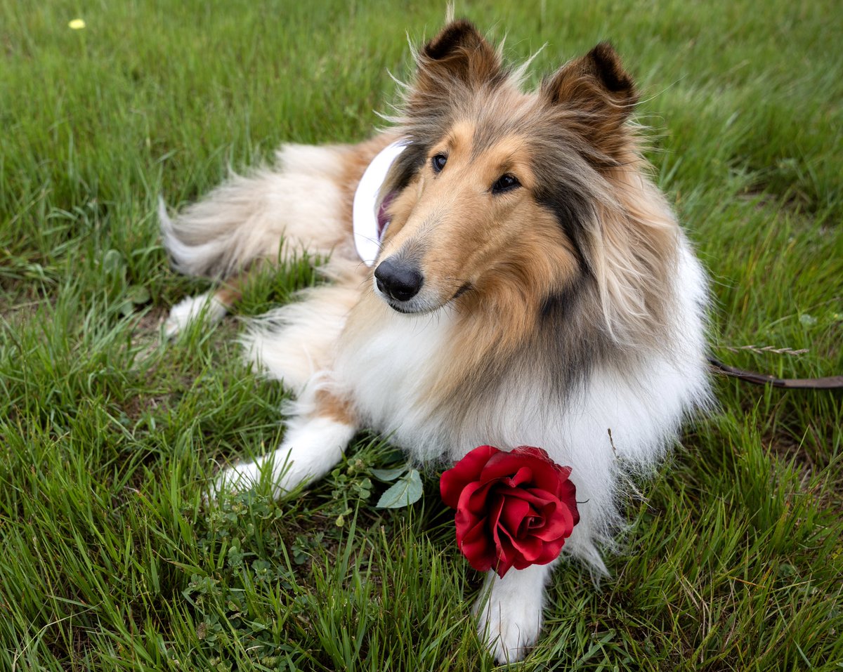 My Aggies…… Will you accept this rose???? 🥰🌹