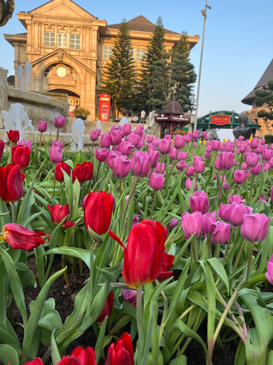 phmthphngtho17's tweet photo. 🌷 https://t.co/9EDUe3tGDD