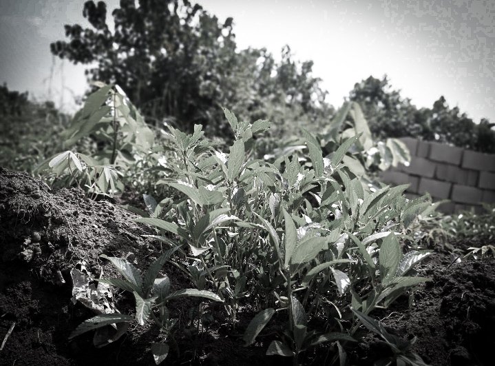 Captured memories of an Agricultural Farmland
Actually my father's farmland, don't be surprised am a son of farmer but am not a farmer.

I just love everything about agriculture

 I LOVE AGRICULTURE!

NB: Captured and Edited with my smartphone 

© AJ SHOTS